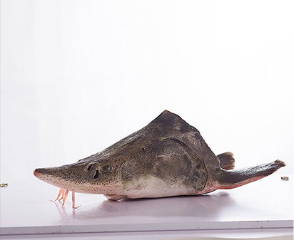 鱘魚(yú)頭